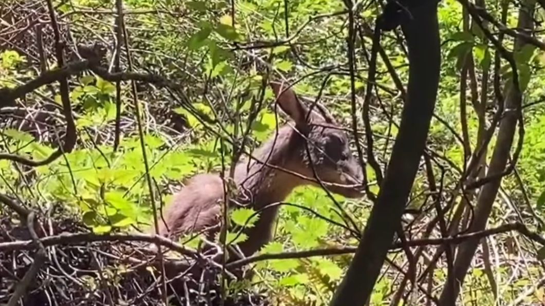 台灣特有種保育類動物台灣長鬃山羊，在桃山瀑布步道現蹤。（圖／翻攝武陵農場 Wuling Farm臉書）