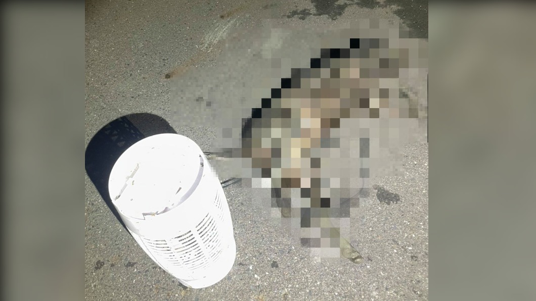 其中一隻狗狗的腳上纏著捕蚊燈。(圖/翻攝自徐文良(徐園長護生園)臉書)