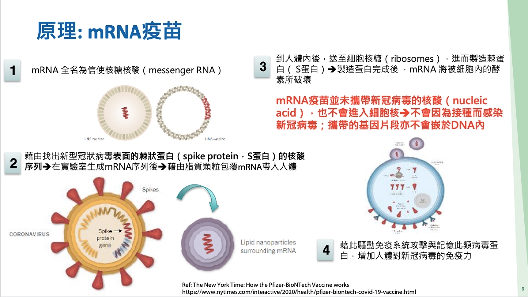 mRNA疫苗原理。(圖/翻攝自疾管署網站)