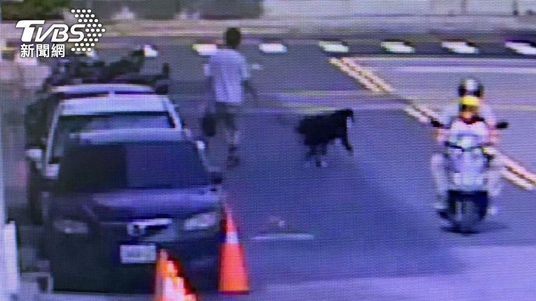 白衣竊賊開車門時伯恩山犬跳下車。(圖/TVBS)