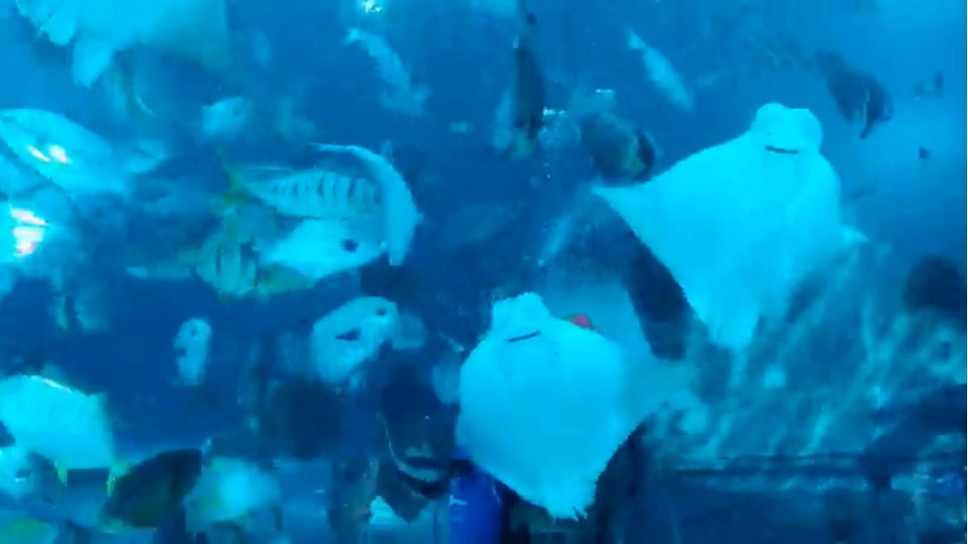 圖/翻攝自屏東國立海洋生物博物館