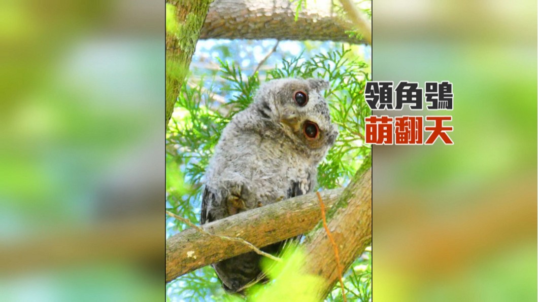 圖/翻攝自奧萬大情報站