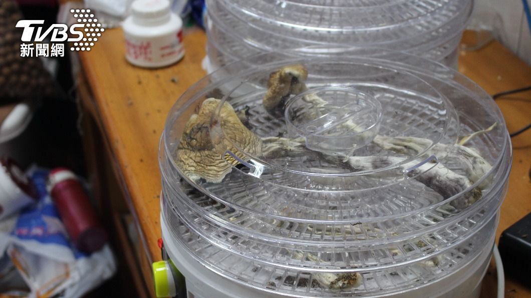 高雄男子栽種迷幻蘑菇販售 涉毒品罪遭起訴