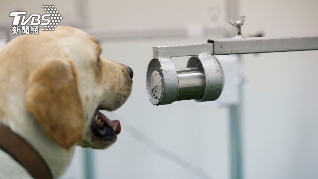 正在訓練拉布拉多嗅探犬聞出新冠陽性樣本。（圖／達志影像 路透社）