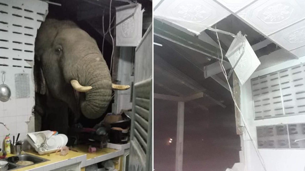 象鼻破牆搜刮廚房 屋主對到眼崩潰喊:牠每天來!