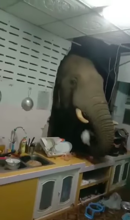 野象以象鼻抓起塑膠袋來吃。(圖/翻攝自รัชฎาวรรณ ผึ้งประสพพร臉書)