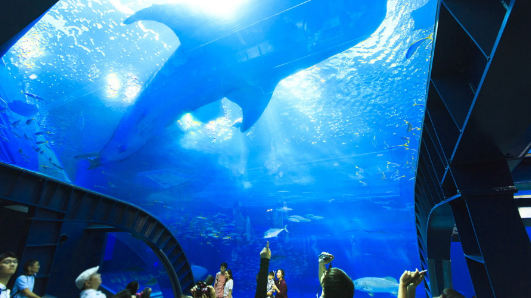黑潮之海吸引無數遊客前往。(圖/翻攝自沖縄美ら海水族館)