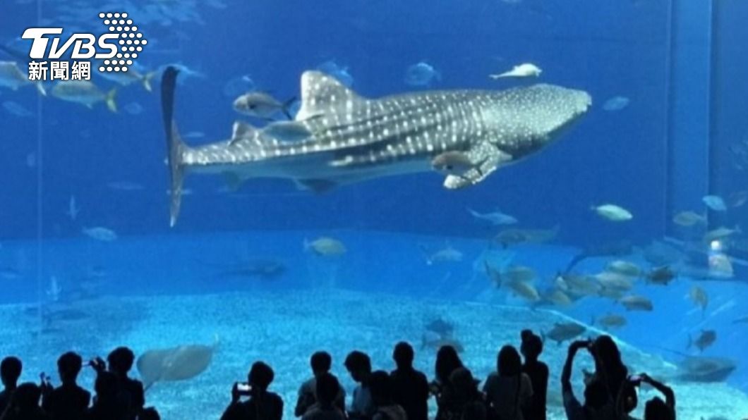 共遊景象看不到了！沖繩美麗海水族館「最大母鯨鯊」病逝