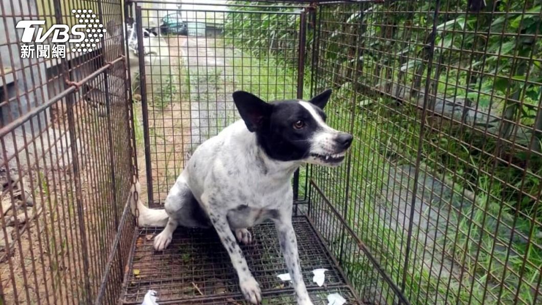 嘉縣流浪犬咬傷幼童臉頰 動保員努力4天終抓到