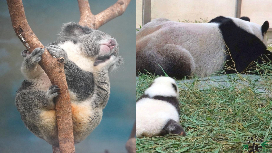 居家防疫好苦悶！「沒人氣動物園」直播湧萬人觀看