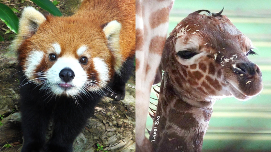 疫情期間,動物園直播受到許多人喜愛。(圖/翻攝自lovetaipeizoo IG)