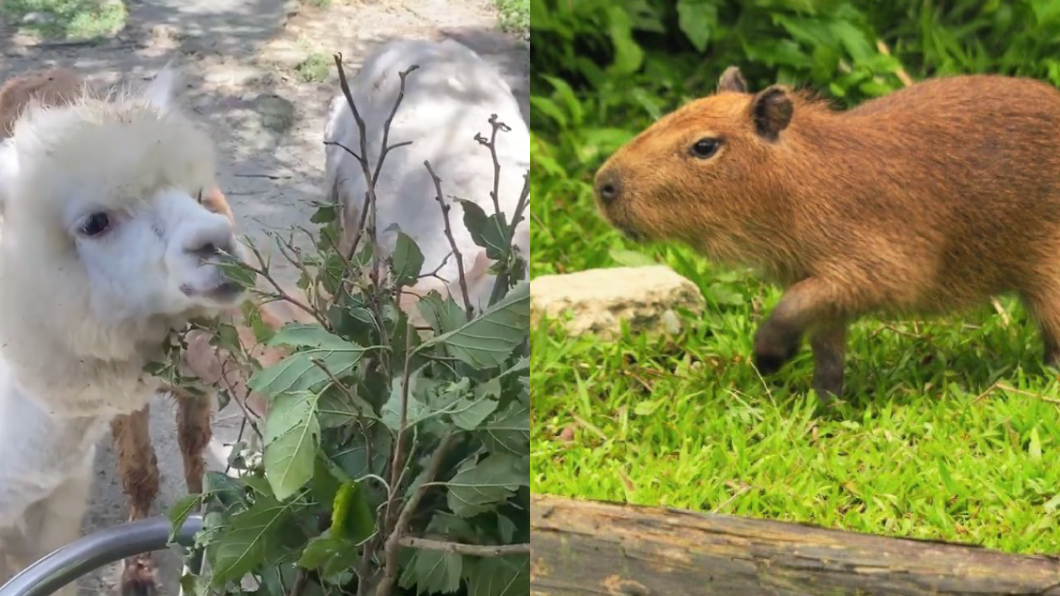 羊駝、和水豚君紛紛都上了「沒人氣動物園」直播。(圖/翻攝自lovetaipeizoo IG)