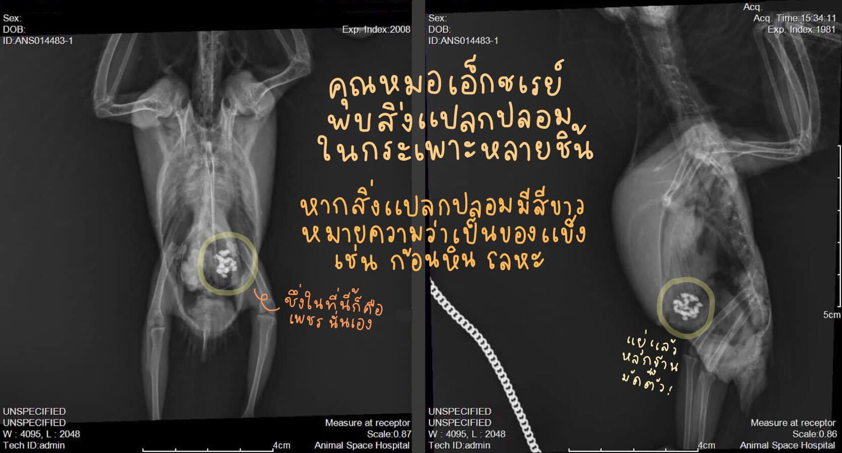 鸚鵡附中被發現鑽石。(圖/翻攝自โรงพยาบาลสัตว์แอนิมอลสเปซ Animal Space Hospital臉書)