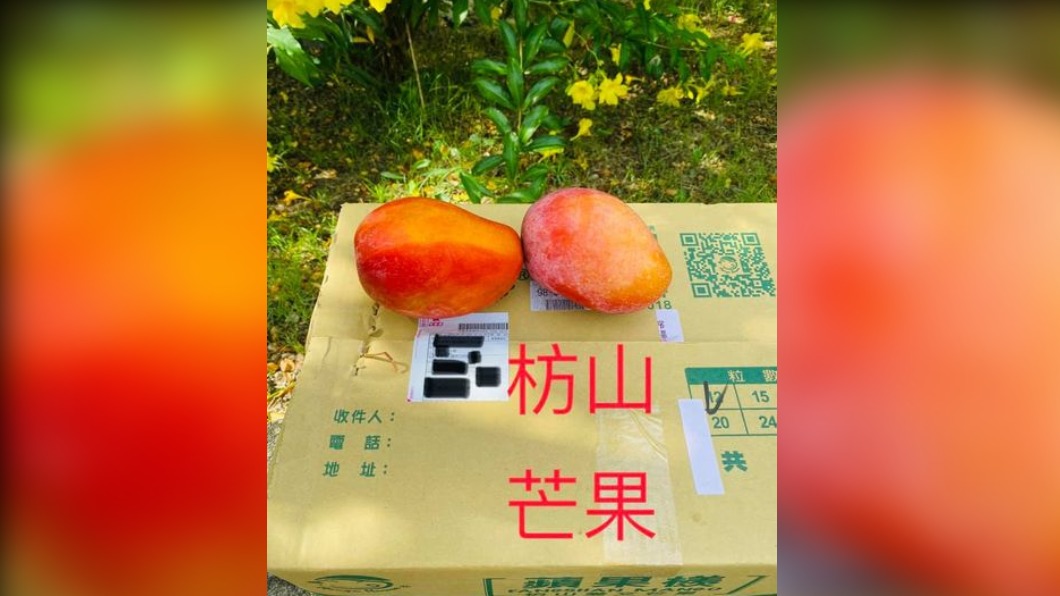 憂病毒衝擊當地芒果農 龍應台感性發文:和枋山對不起