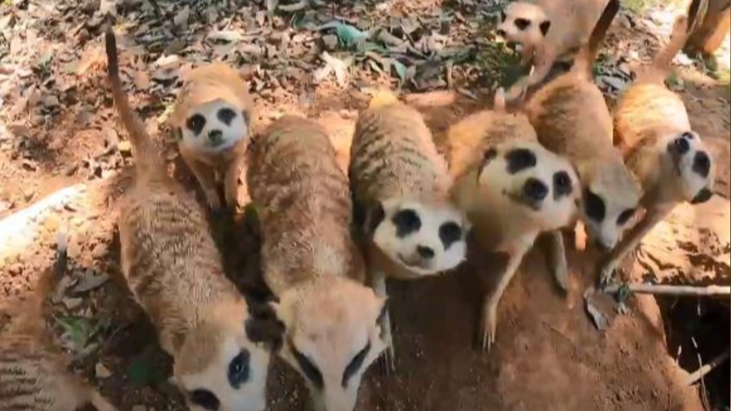 圖/翻攝自六福村動物王國 YouTube