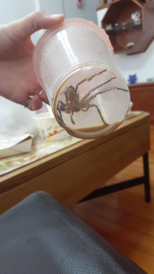 友人喝完才發現杯底有隻死掉的喇牙。（圖／翻攝自爆廢公社二館臉書）
