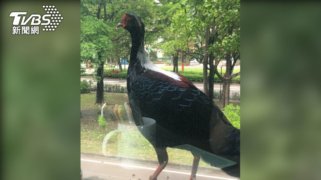 藍腹鷳飛到嘉義市一棟民宅2樓窗邊。(圖/中央社)