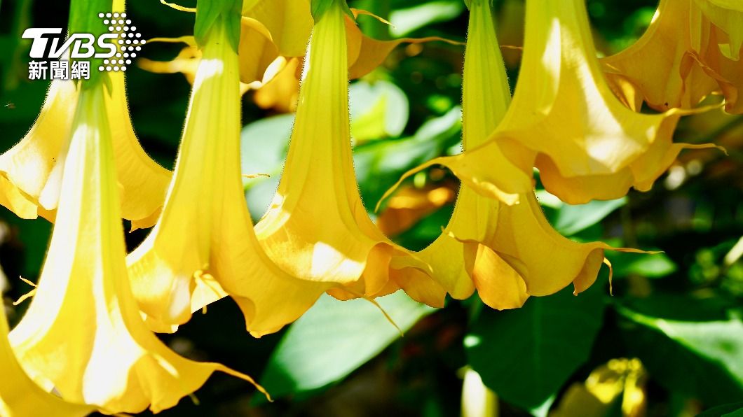 曼陀羅花是世界第一毒花。(示意圖/Shutterstock達志影像)
