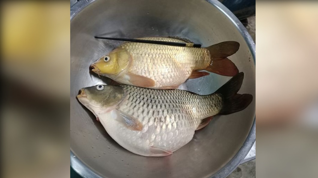 鄰居送2條魚!女跪求料理法 網友見到大驚:拿去還