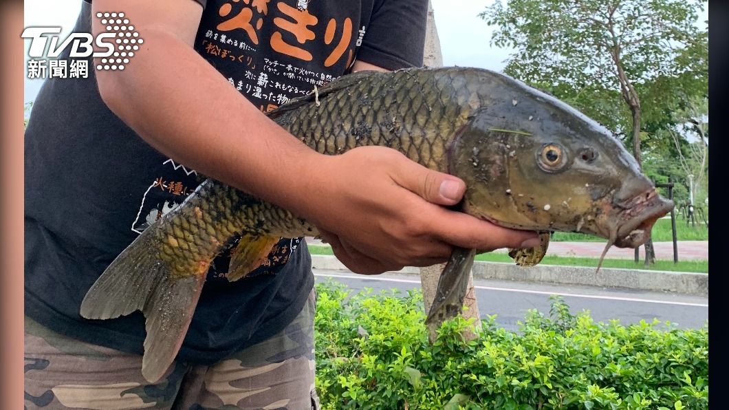 鯉魚。(圖/TVBS)