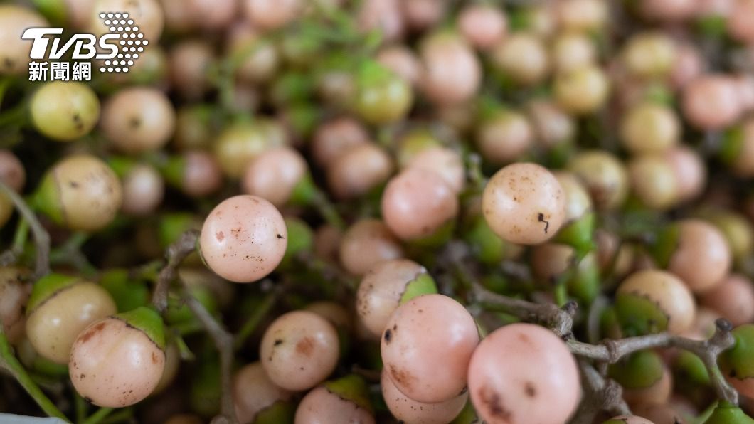 原來「ㄆㄆㄐㄧ」是破布子客家話的讀音。(示意圖/shutterstock達志影像)