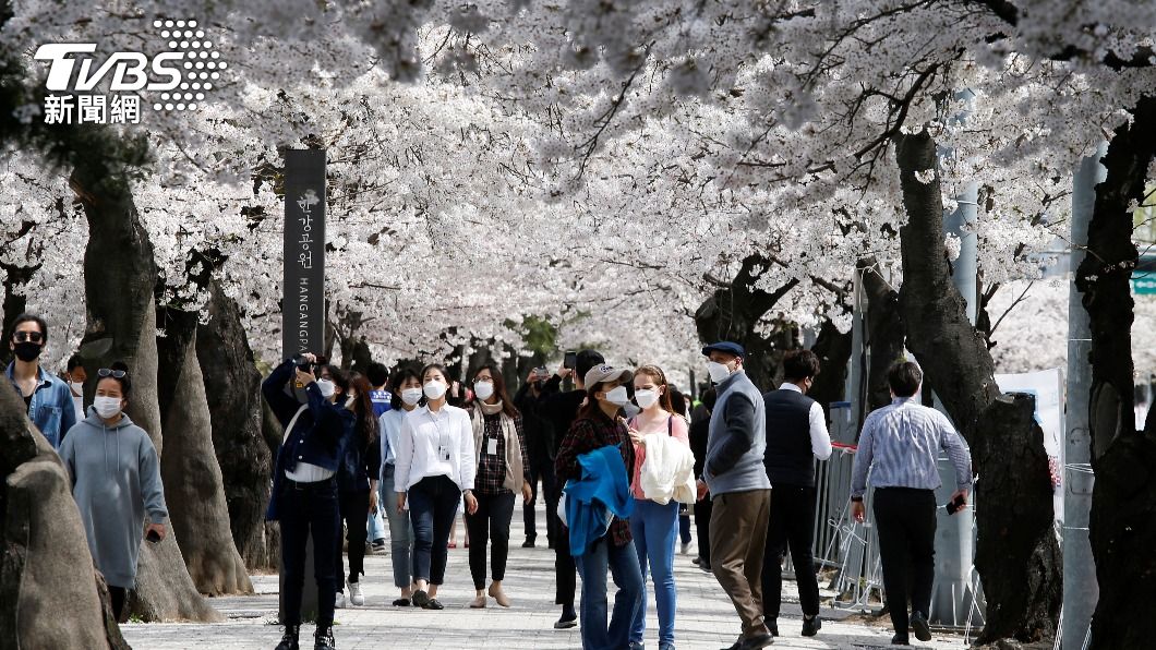 今年4月櫻花季時，有許多民眾配戴口罩出門賞櫻。（圖／達志影像路透社）