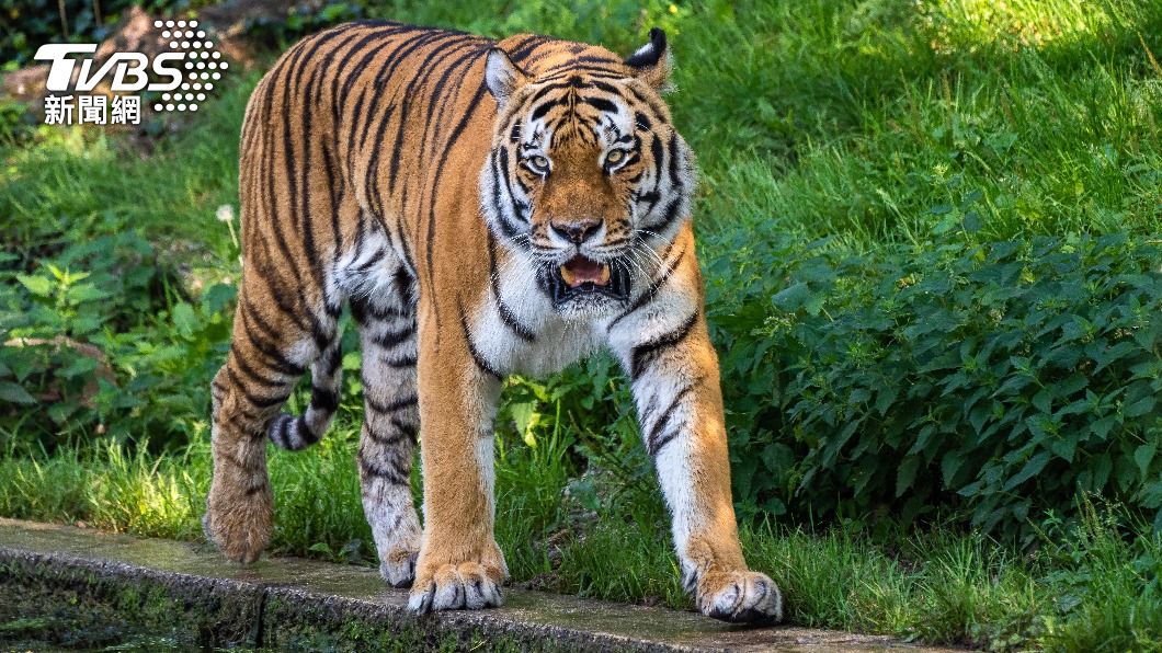 奧克蘭動物園開打新冠疫苗 老虎、熊類搶頭香