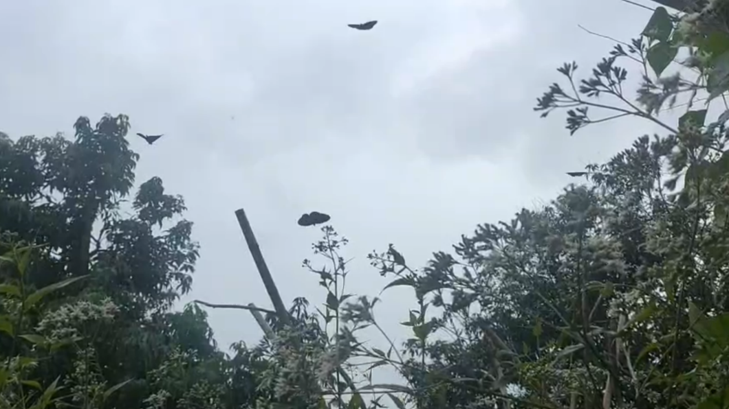 滯留鋒面過後,大批紫斑蝶現蹤。(圖/林明期提供)