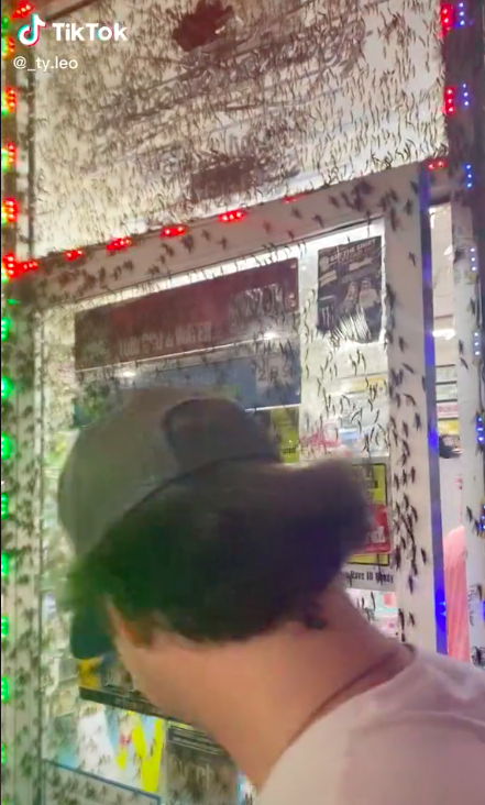 蜉蝣活不到48小時,但繁殖速度非常快。(圖/翻攝自_ty.leo TikTok)