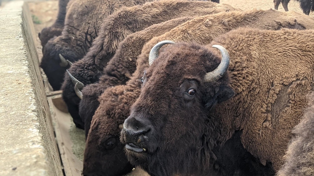 六福村內的動物每月食物花費5百萬元。(圖/六福村提供)