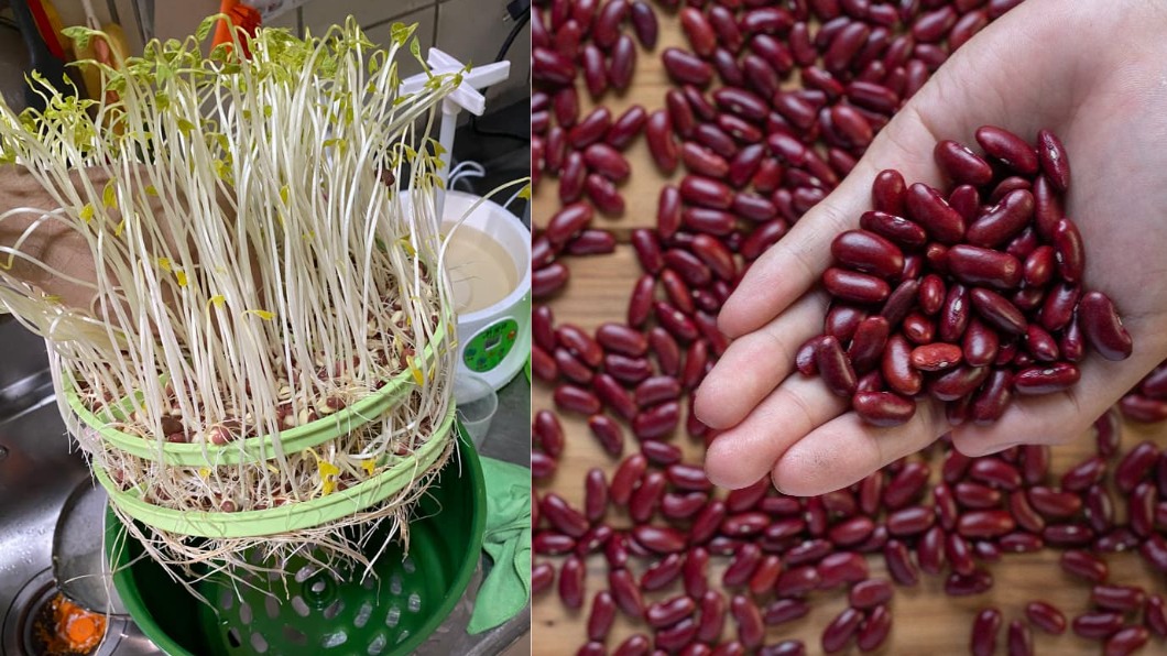 「紅豆芽」為啥很少見? 過來人給答案:CP值不高