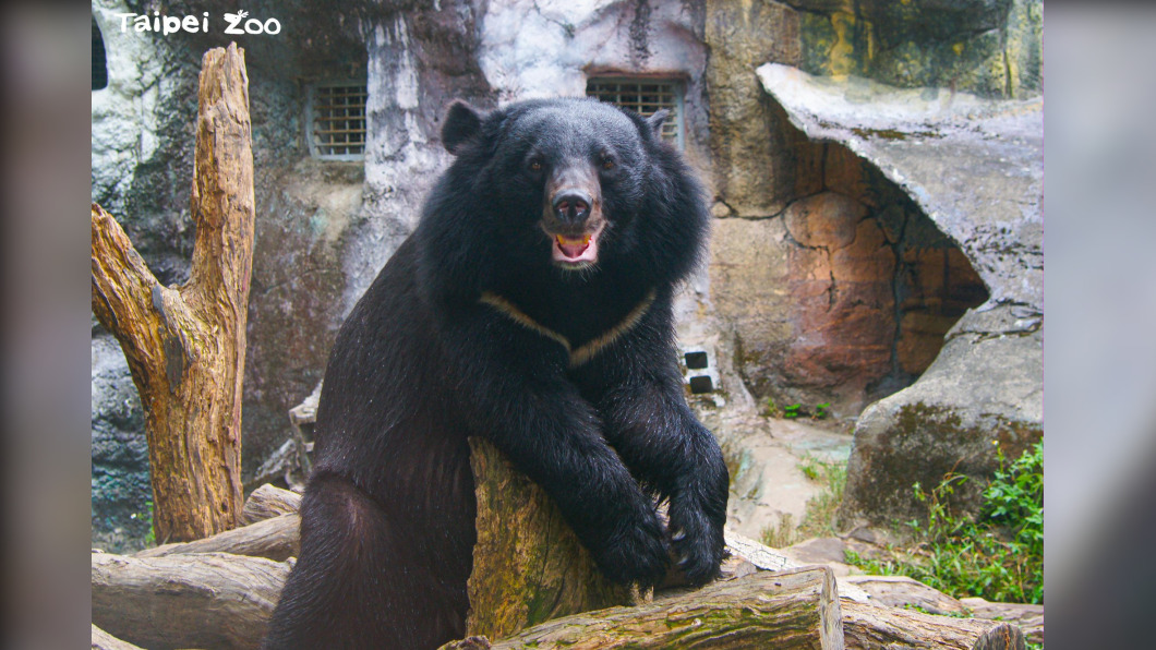 台北市微解封指引圖卡全覽！　動物園另因「保育」暫不開放