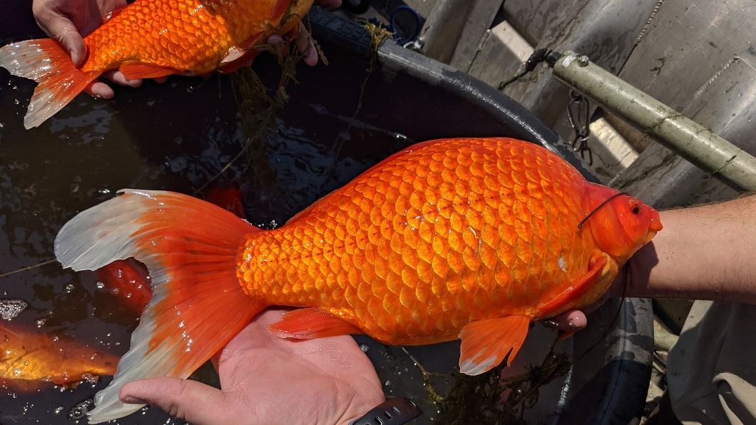 被野放的金魚體型超出正常的數倍。（圖／翻攝自City of Burnsville推特@BurnsvilleMN）