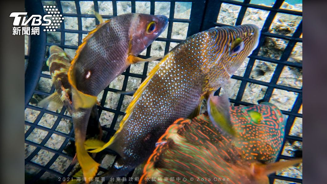 魚體首次植入發報器 台東富山保育區追蹤魚生態