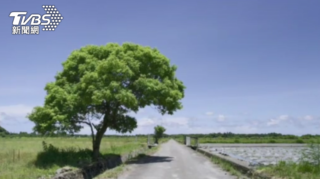 宜蘭縣一處田園小路，壯碩的大樹看起來很像金城武樹。（圖／TVBS）