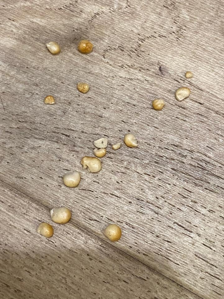 從冰箱底層清出來後,一顆一顆宛如是舍利子。(圖/翻攝自爆系知識家)