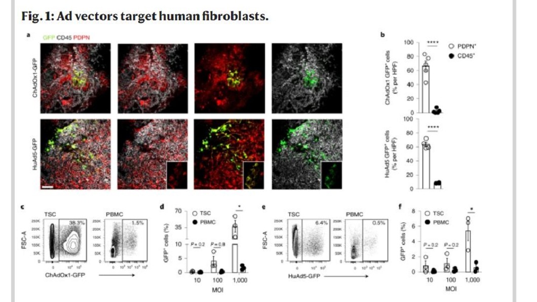 研究指出,腺病毒載體壽命長。(圖/翻攝自《Nature Immunology》期刊)