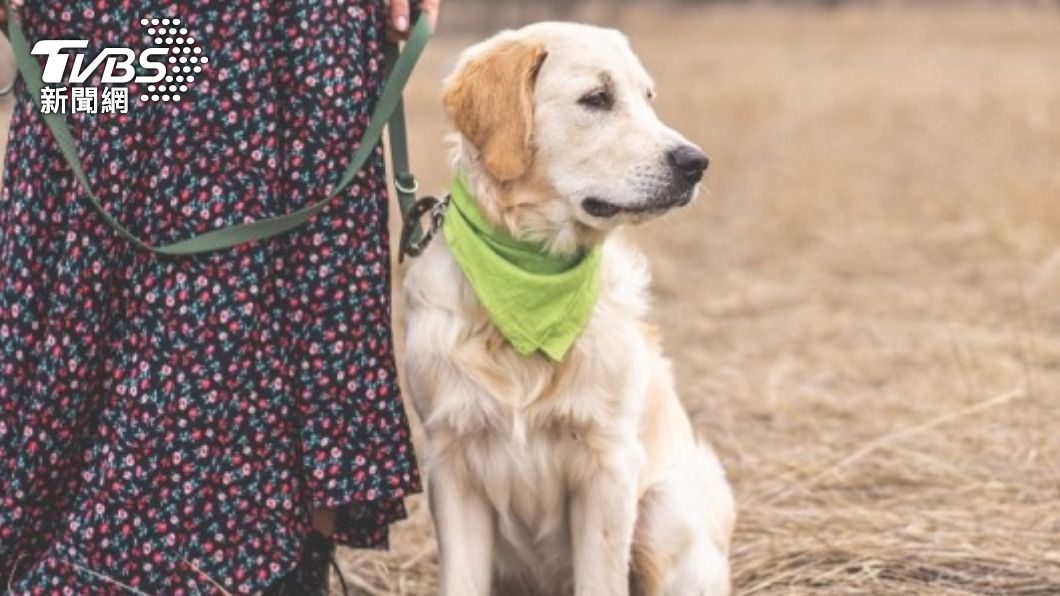 近日有大陸網友控訴,無良托運公司害死自己的愛犬。(示意圖/Shutterstock達志影像)