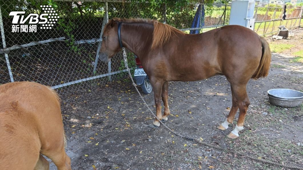 疫情悶壞了！　連「馬」也出門散步　飼主遭警開單
