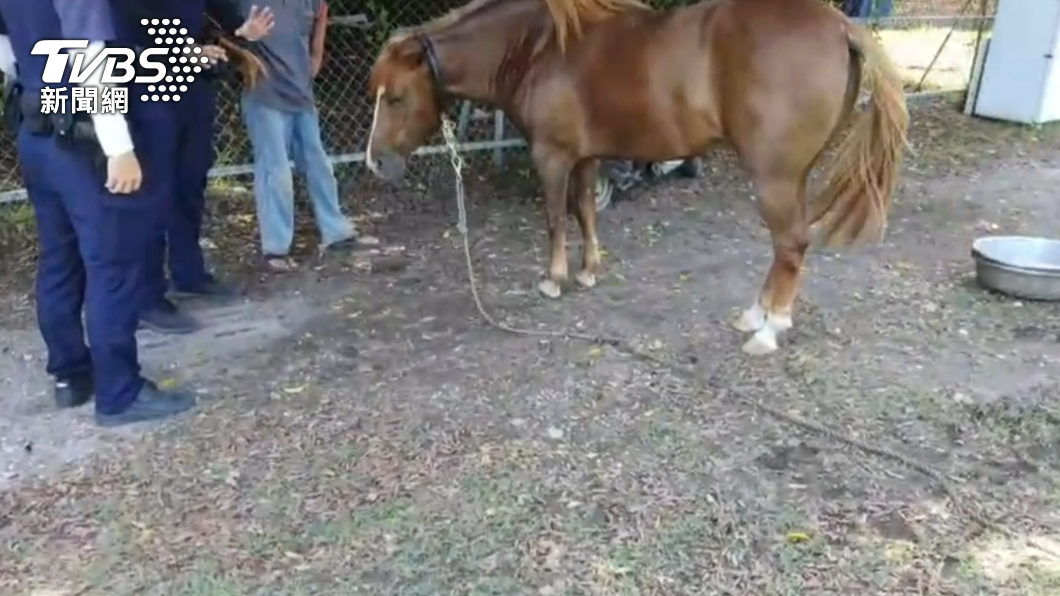 警方告知飼主將來應將繩繫穩固，別讓馬在路上散步。（圖／警方提供）