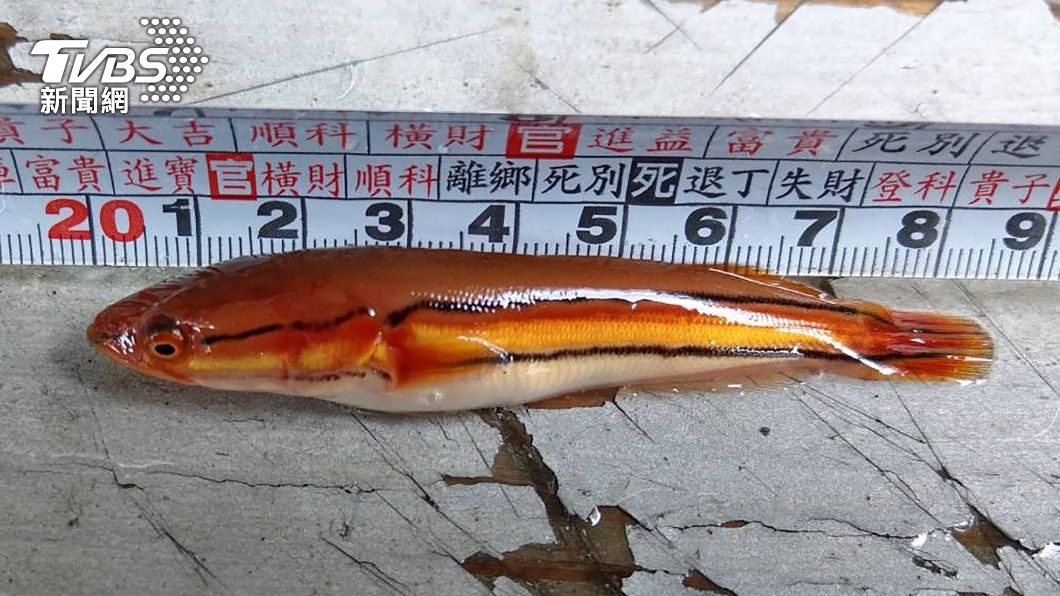 日月潭魚虎繁殖期，小魚體長已近9公分。（圖／中央社）