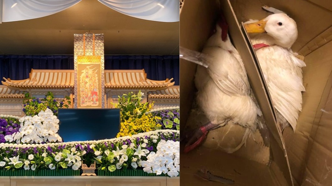 祭空棺辦完當垃圾丟　雞鴨慘遭「綑綁封箱」自生自滅