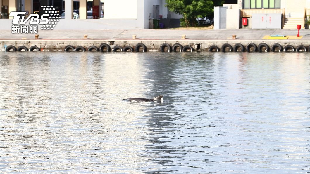 瓶鼻海豚2度迷航花蓮港 縣府籲勿騷擾嬌客