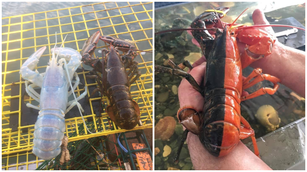 除了藍色龍蝦外,還有人曾見過白色龍蝦和雙色龍蝦。(合成圖/翻攝自臉書粉絲團Maine Coast Fishermen's Association和Maine Center for Coastal Fisheries)