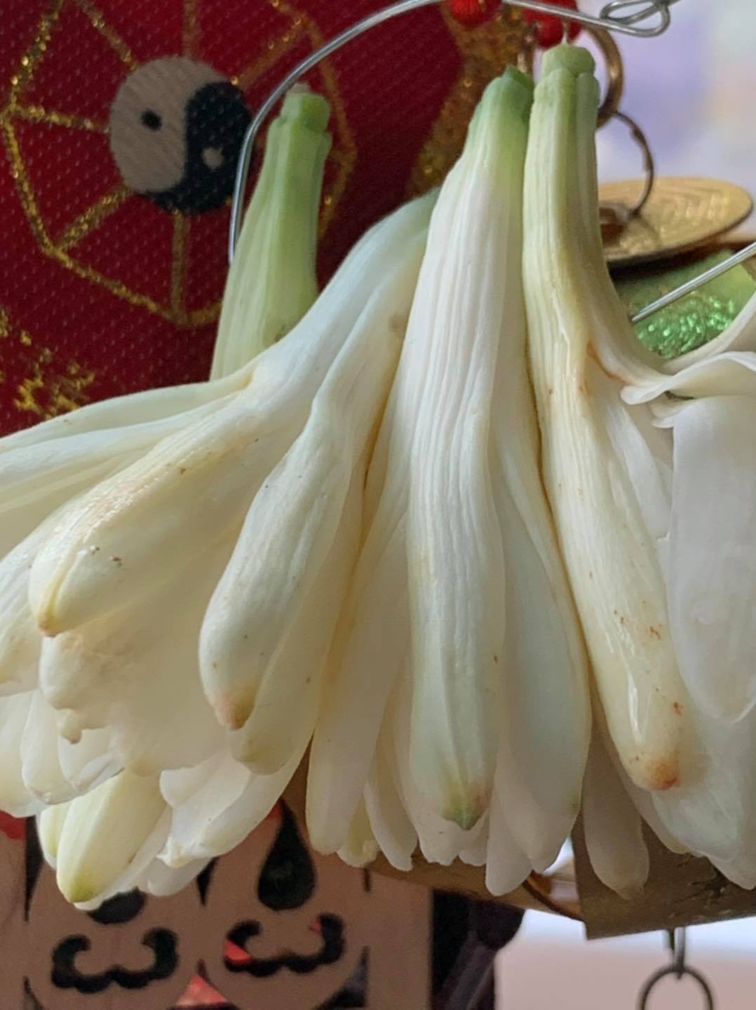狄志為每次遇到大姐都會跟她買玉蘭花。（圖／翻攝自狄志為臉書）