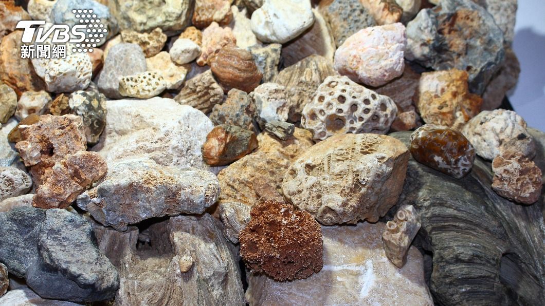 加拿大發現9億年前海綿化石　可能為地球動物起源