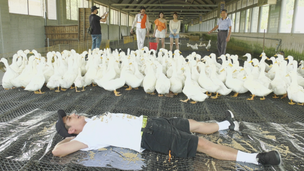 曾子余躺平餵鴨被「倒讚」?麻將菜鳥走出戶外養鴨場方城開戰