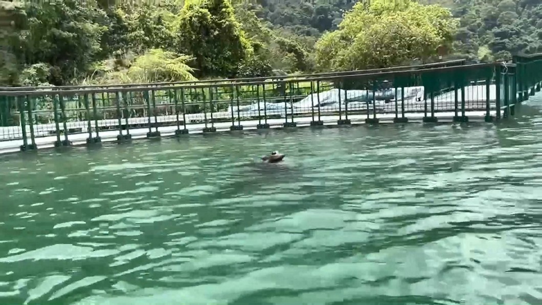 圖／日月潭一等高提供