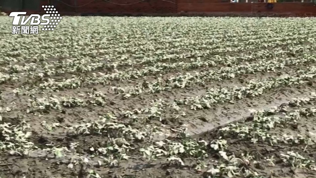 農民心淌血!雨彈轟炸雲嘉地區 農損逼近3千萬