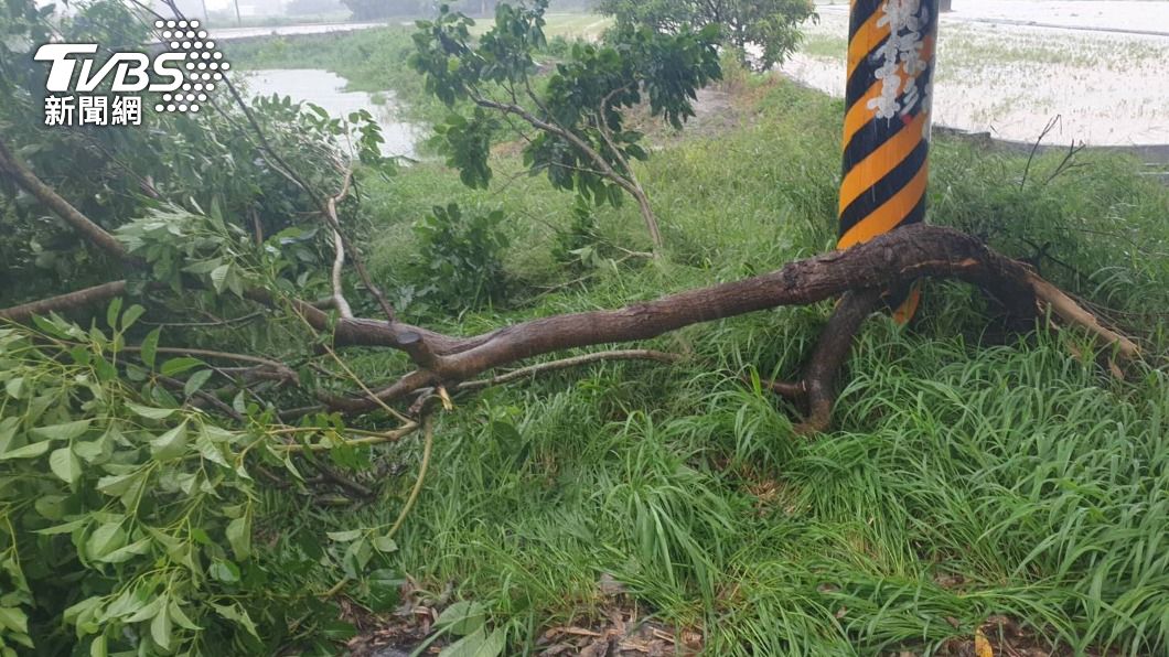 盧碧颱風接近大雨不停　嘉義路樹倒塌砸傷女騎士
